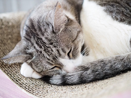眠る猫