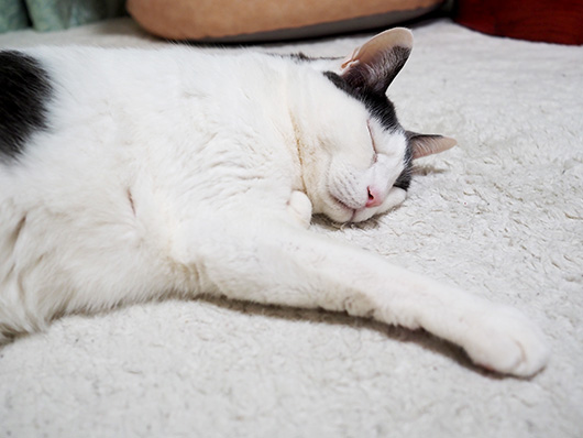 眠る猫