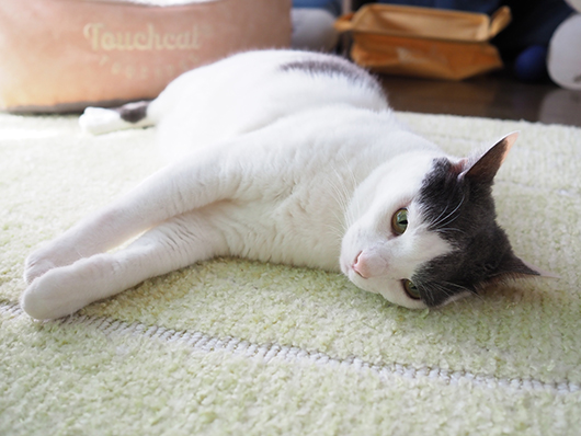 のんびりする猫