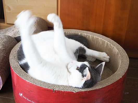 猫じゃらしで遊ぶ猫