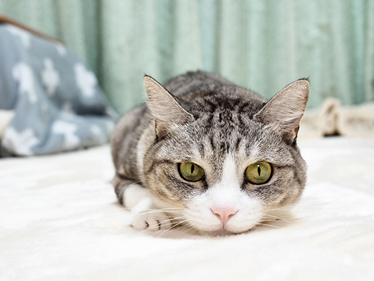 サバ白猫