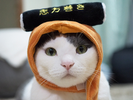 恵方巻猫