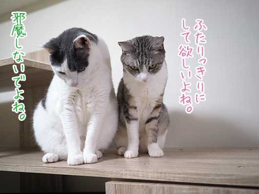 ねこ3