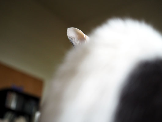 猫の後ろ姿