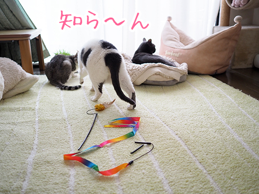 折れた猫じゃらし