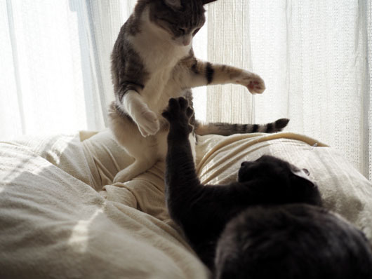 ケンカする猫