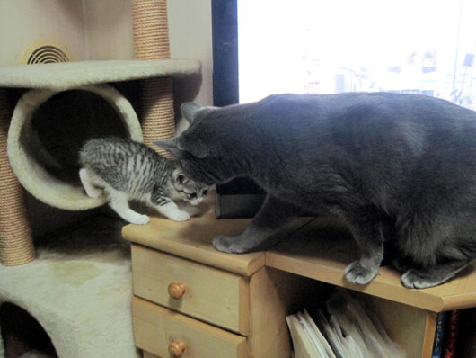 子猫と先住猫