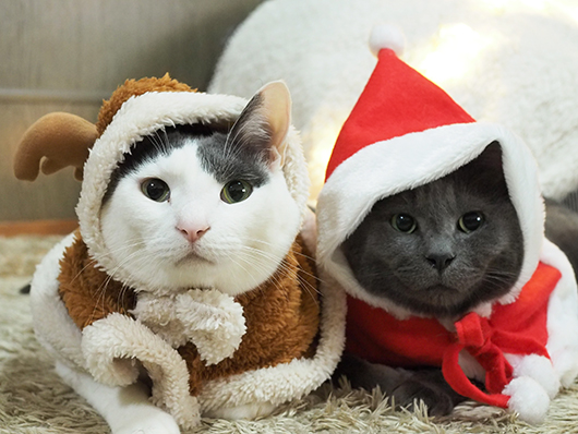 クリスマス猫