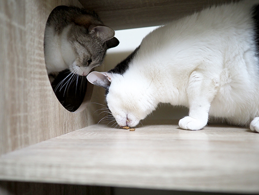 おやつを食べる猫