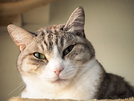 にらむ猫