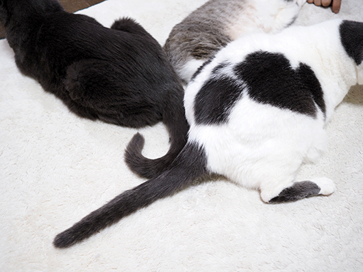 ねこ3