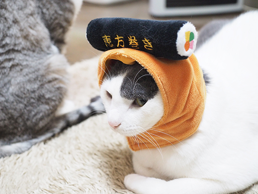 節分のコスプレをする猫