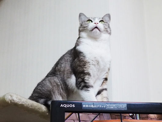 テレビの上の猫