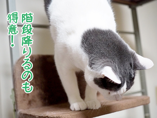 キャットウォークの猫