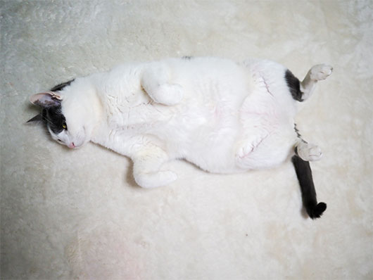寝転がる猫