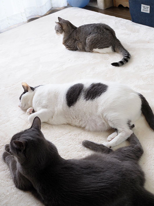 ねこ3