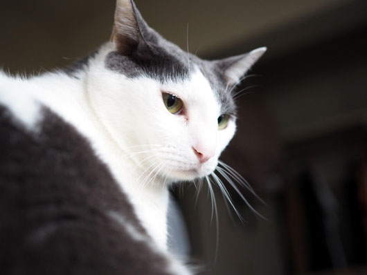 怒る猫