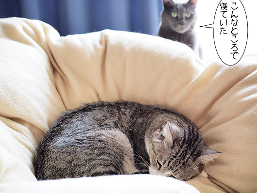 眠る猫
