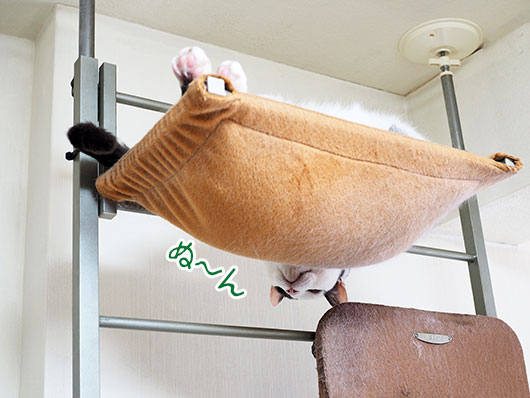ハンモックの猫