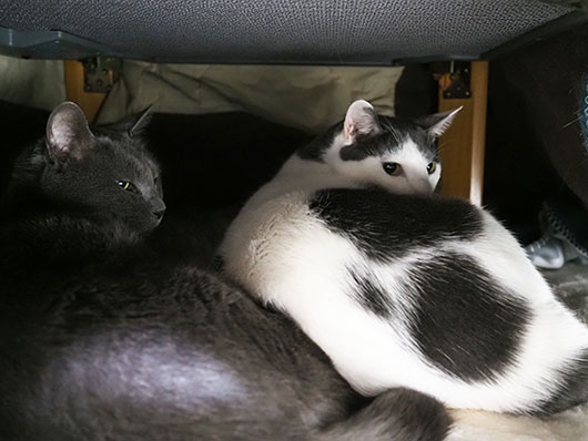 コタツ猫