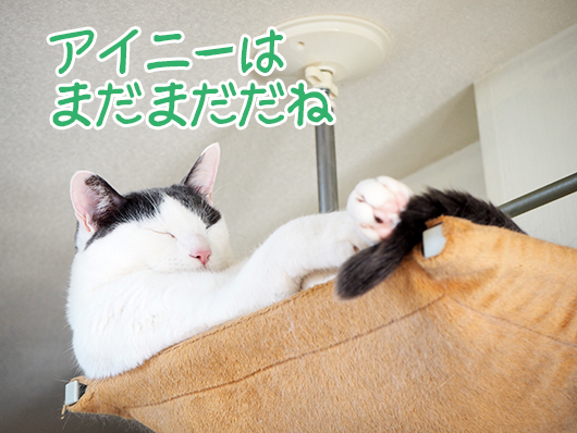 キャットウォークの頂上の猫