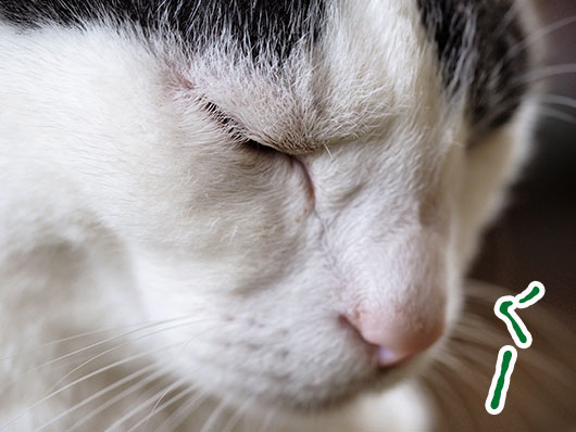 集中する猫
