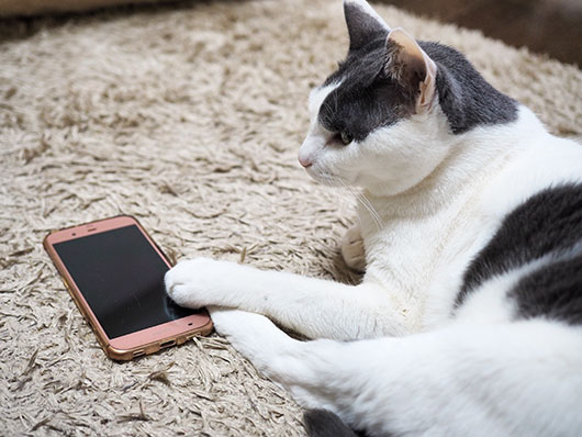 スマホ好きの猫