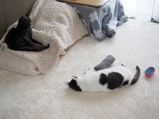 寝っ転がる猫