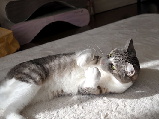 猫じゃらしで遊ぶ猫