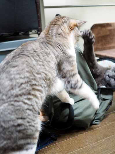 猫のケンカ