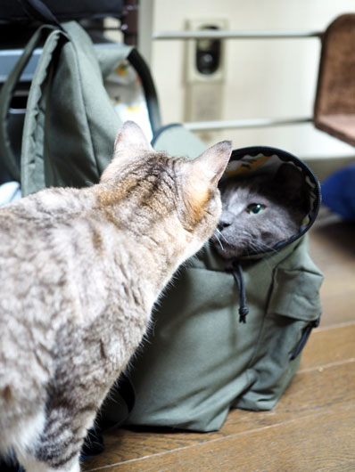 リュックの中の猫