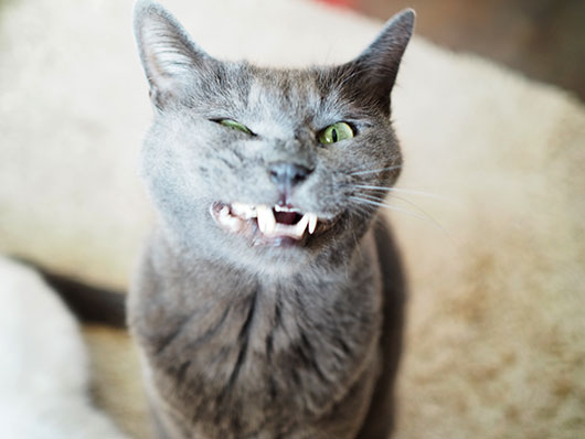 変な顔の猫