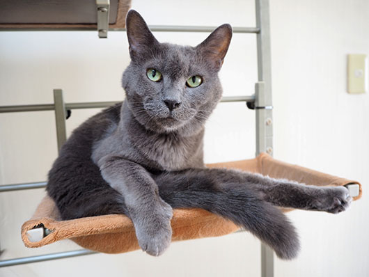 運動神経の悪いねこ３ ねこ３生活 Powered By ライブドアブログ