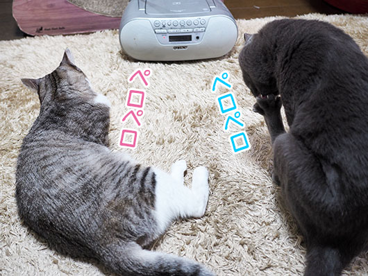 グルーミングする猫
