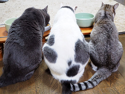 カリカリを食べる猫