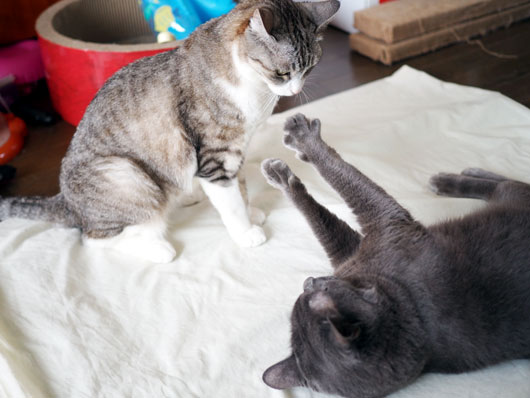 ブロックする猫