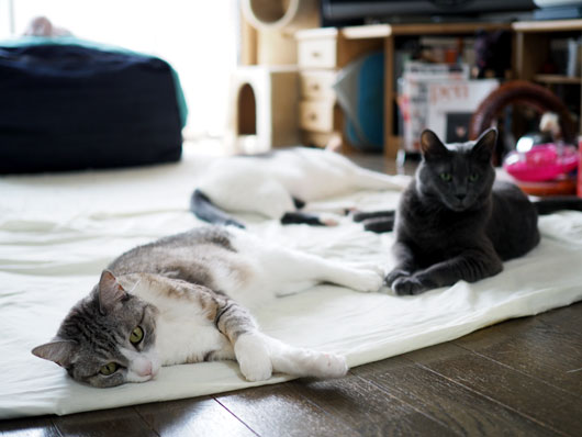 疲れ切った猫