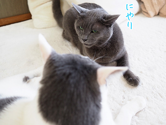 にらみ合う猫