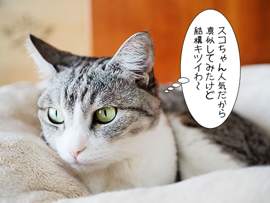 サバ白の猫