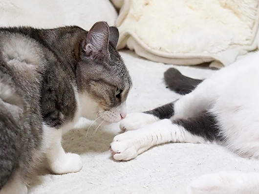 ケンカする猫