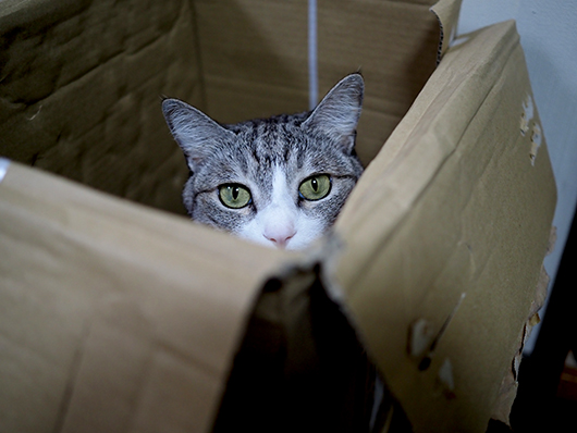 ダンボールの中の猫