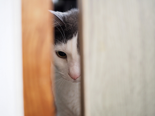 閉じ込められた猫