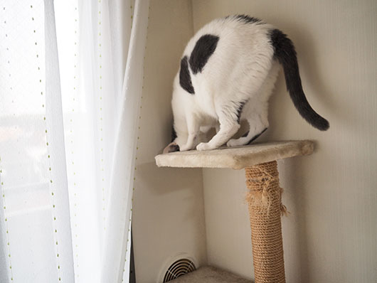 キャットタワーの上の猫