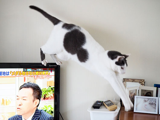 テレビを渡る猫