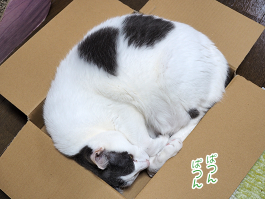 箱の中の猫