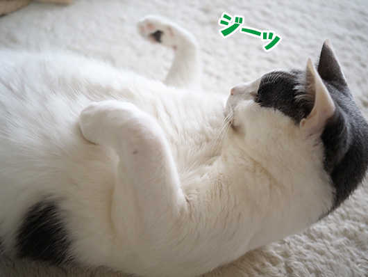 ハチワレ猫