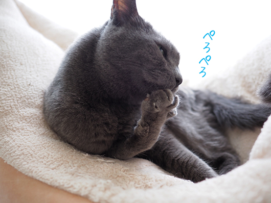 グレ猫