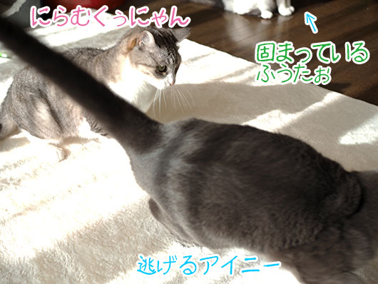 ケンカする猫