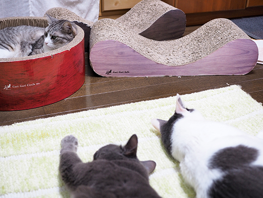 ねこ3