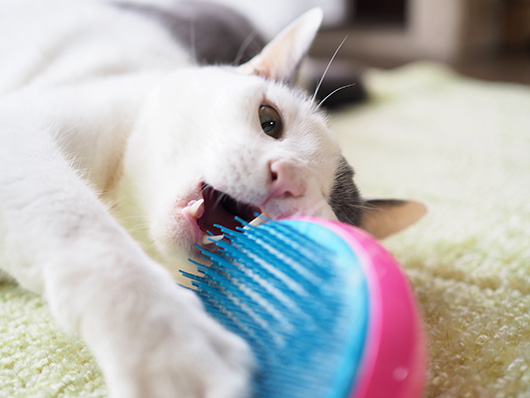 今日もトゲ枕 ねこ3生活 Powered By ライブドアブログ 今日もトゲ枕 ねこ3生活 Powered By ライブドアブログ